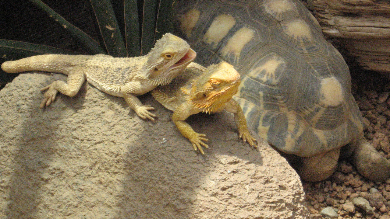 Image Credit: Sedna10387 (talk) - Public domain/Wiki Commons