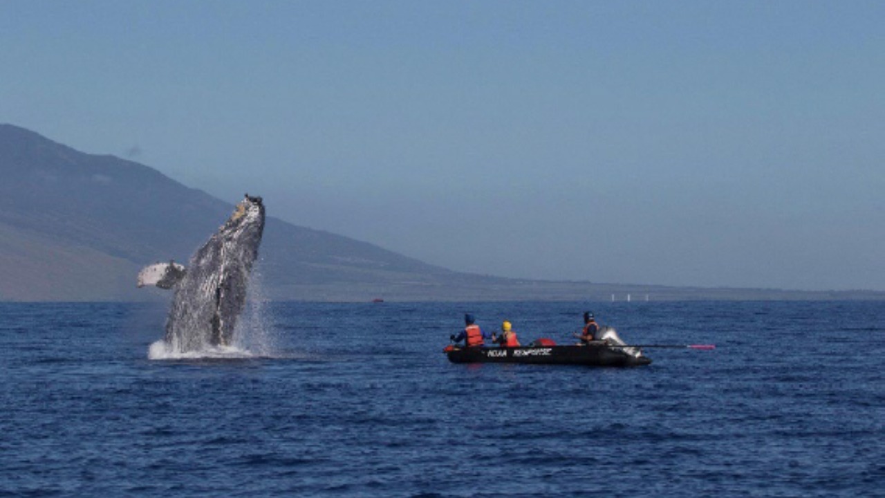 Image Credit: J. Moore/National Oceanic and Atmospheric Administration - Public domain/Wiki Commons