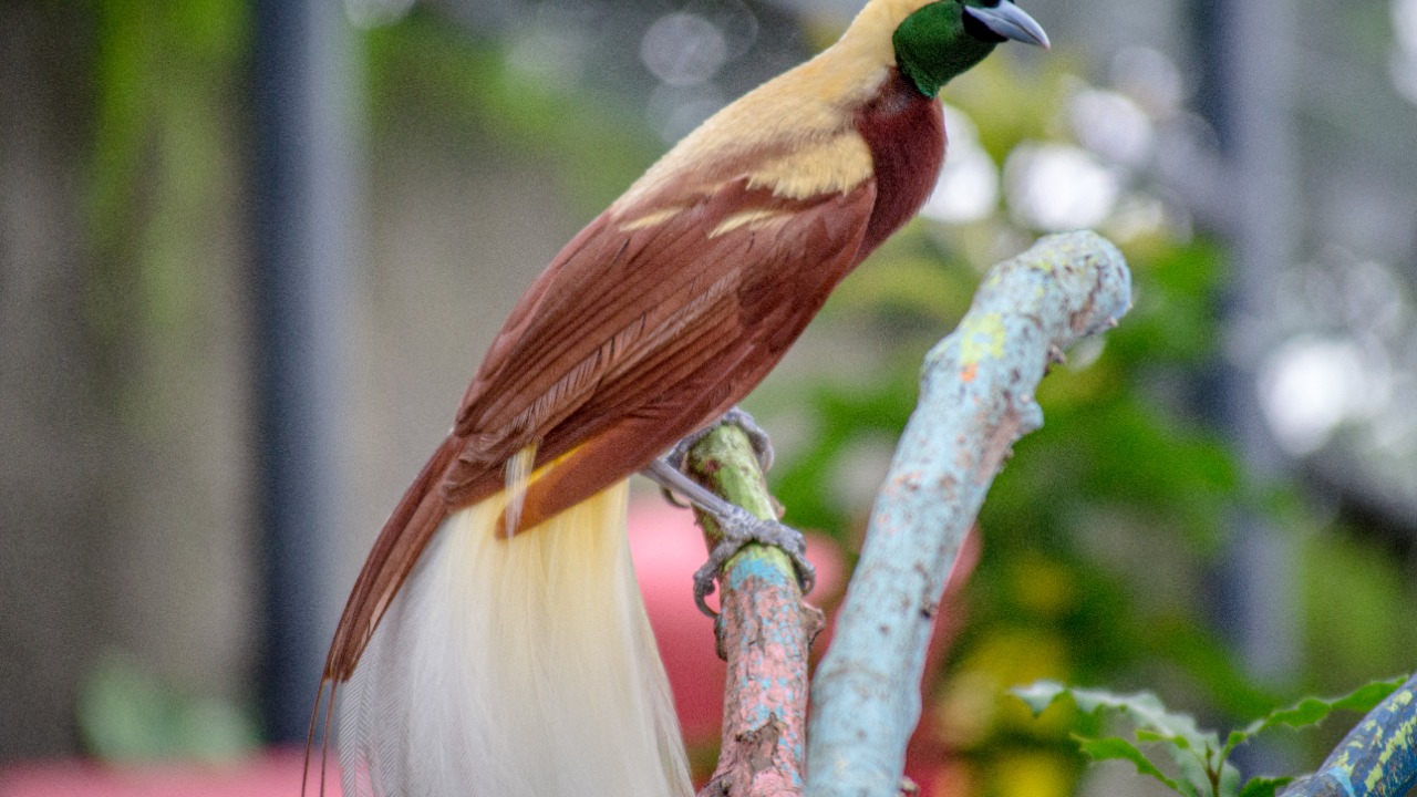 Image Credit: Philip Nalangan - CC BY 4.0/Wiki Commons