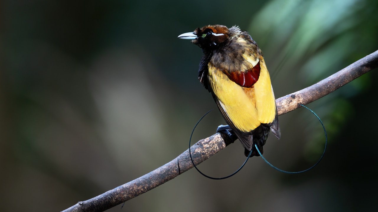 Image Credit: JJ Harrison - CC BY-SA 4.0/Wiki Commons