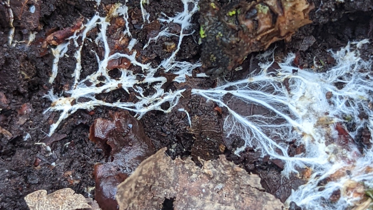 Image Credit: FungiFriendly - CC BY-SA 4.0/Wiki Commons
