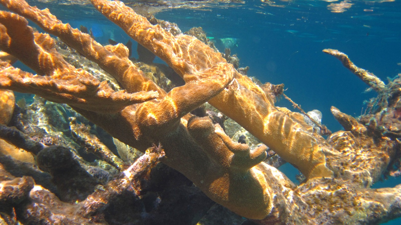 Image Credit: James St. John - CC BY 2.0/Wiki Commons