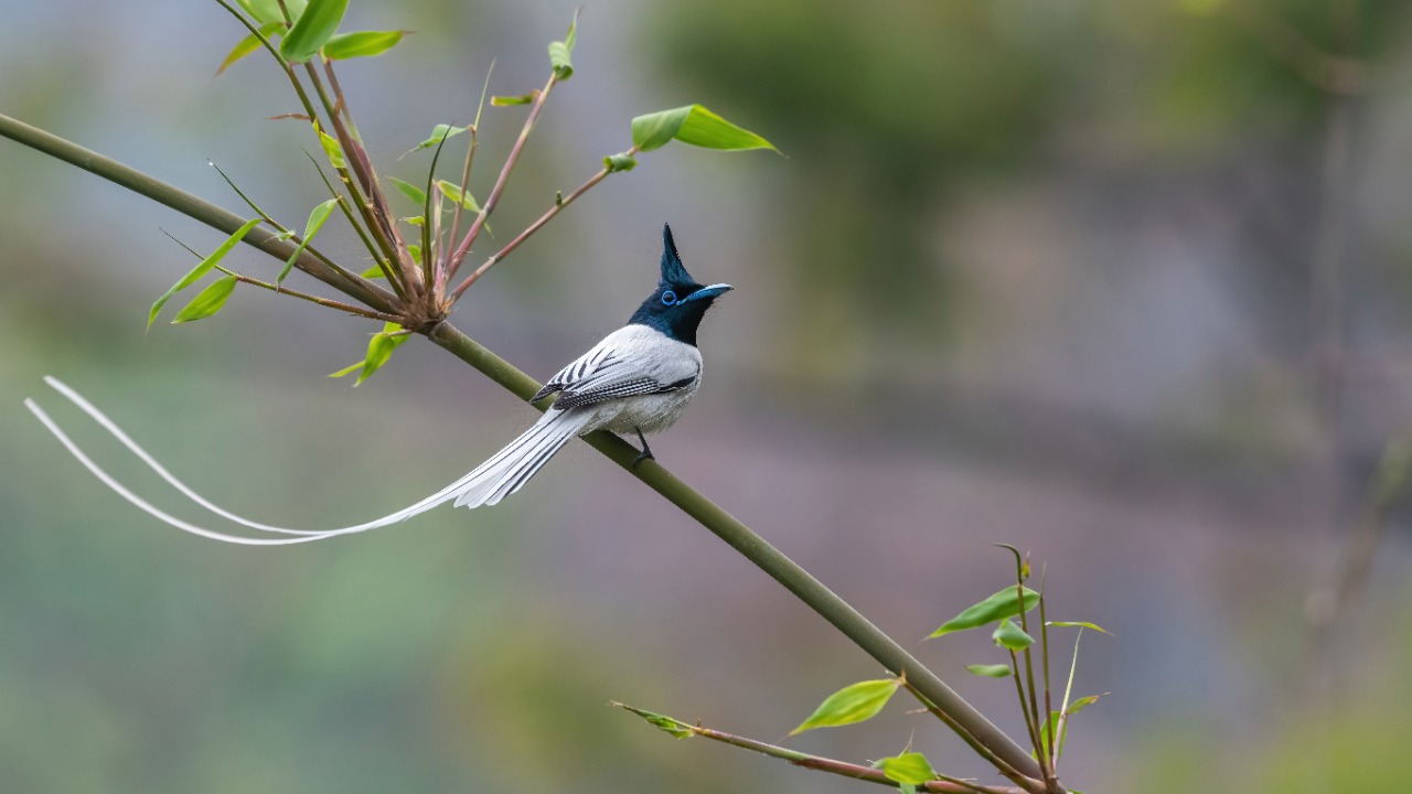 Image Credit: Mildeep - CC BY-SA 4.0/Wiki Commons