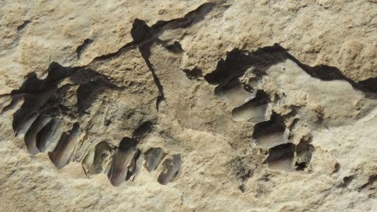 115,000-year-old human footprints found in new region