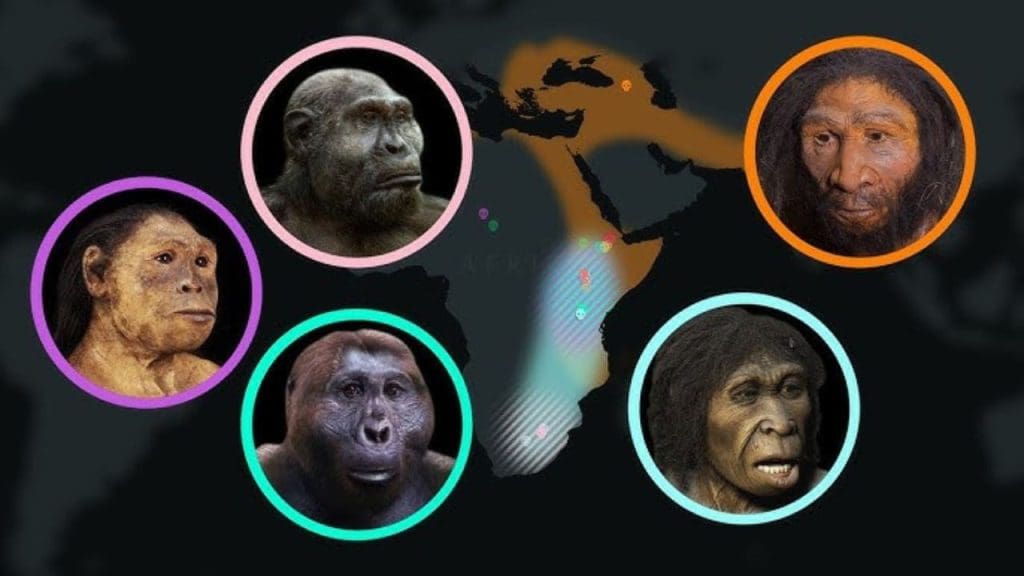 Implications for Human Evolutionary History