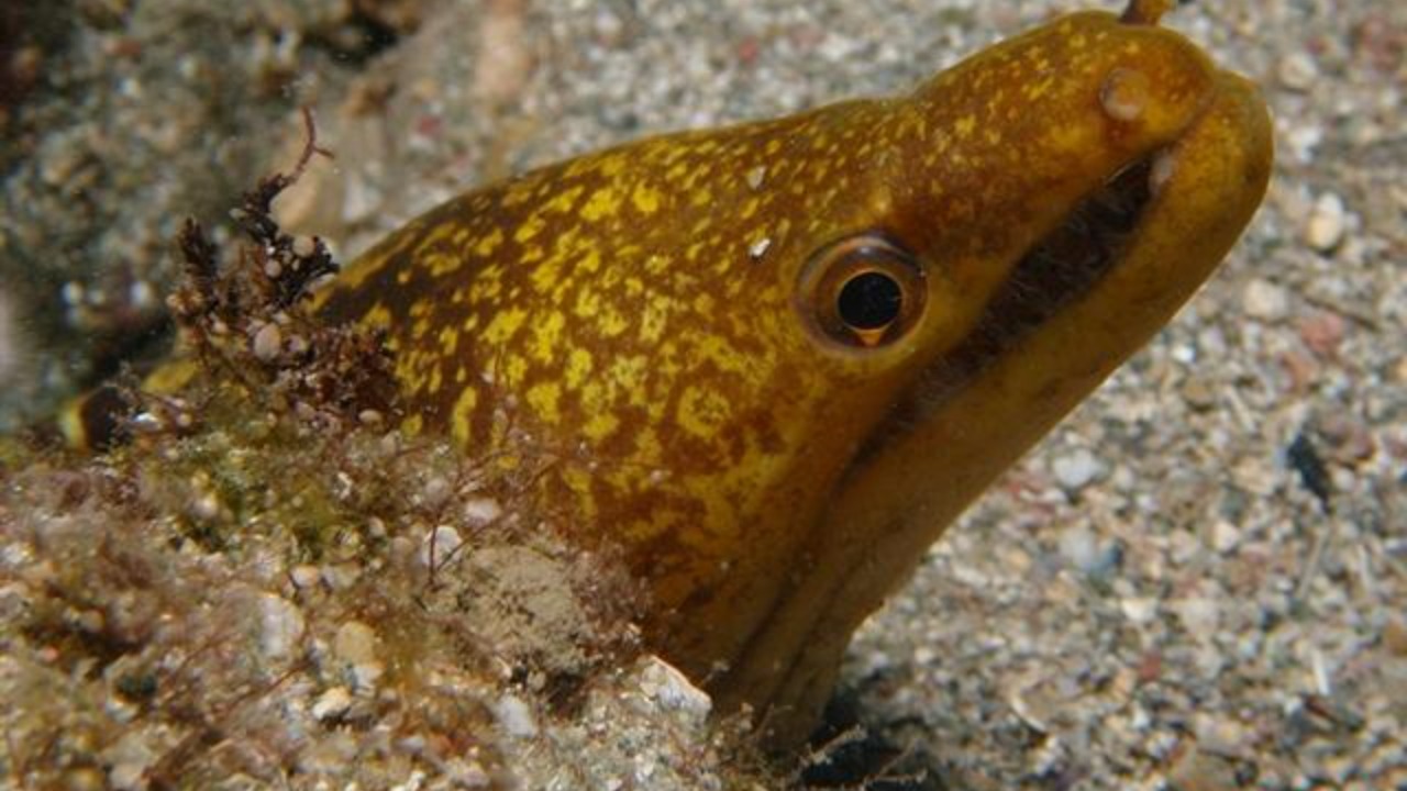 Image Credit: Manolis Patelis (diving instructor) George Vardanis (biologist) - CC BY 3.0/Wiki Commons