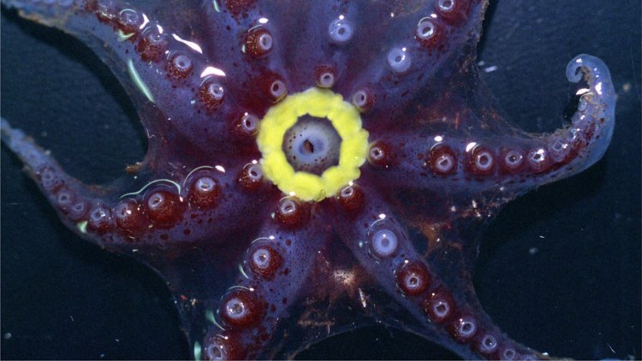 Image Credit: Michael Vecchione/NOAA - Public domain/Wiki Commons