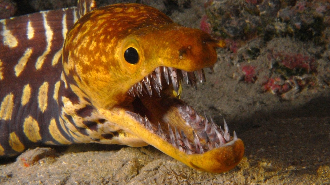 Image Credit: Philippe Guillaume - CC BY 2.0/Wiki Commons