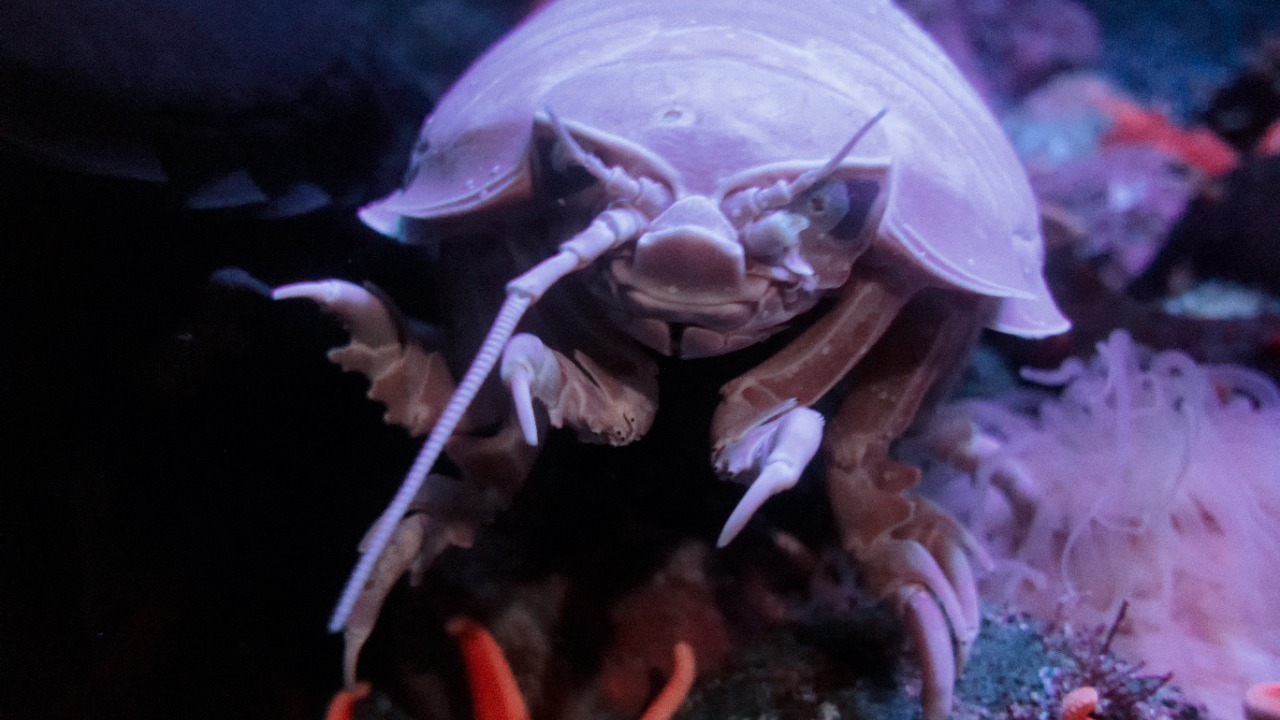 Image Credit: Eric Kilby from Somerville, MA, USA - CC BY-SA 2.0/Wiki Commons