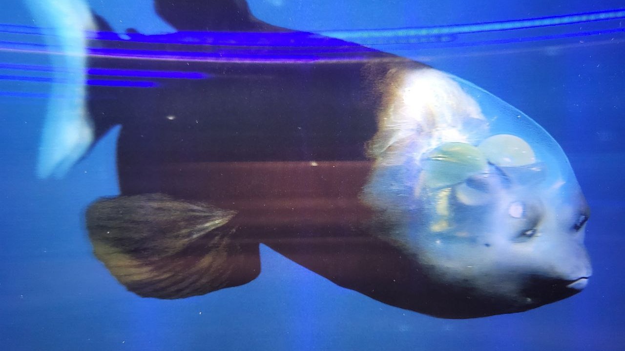 Image Credit: 레이저마인드 - CC0/Wiki Commons