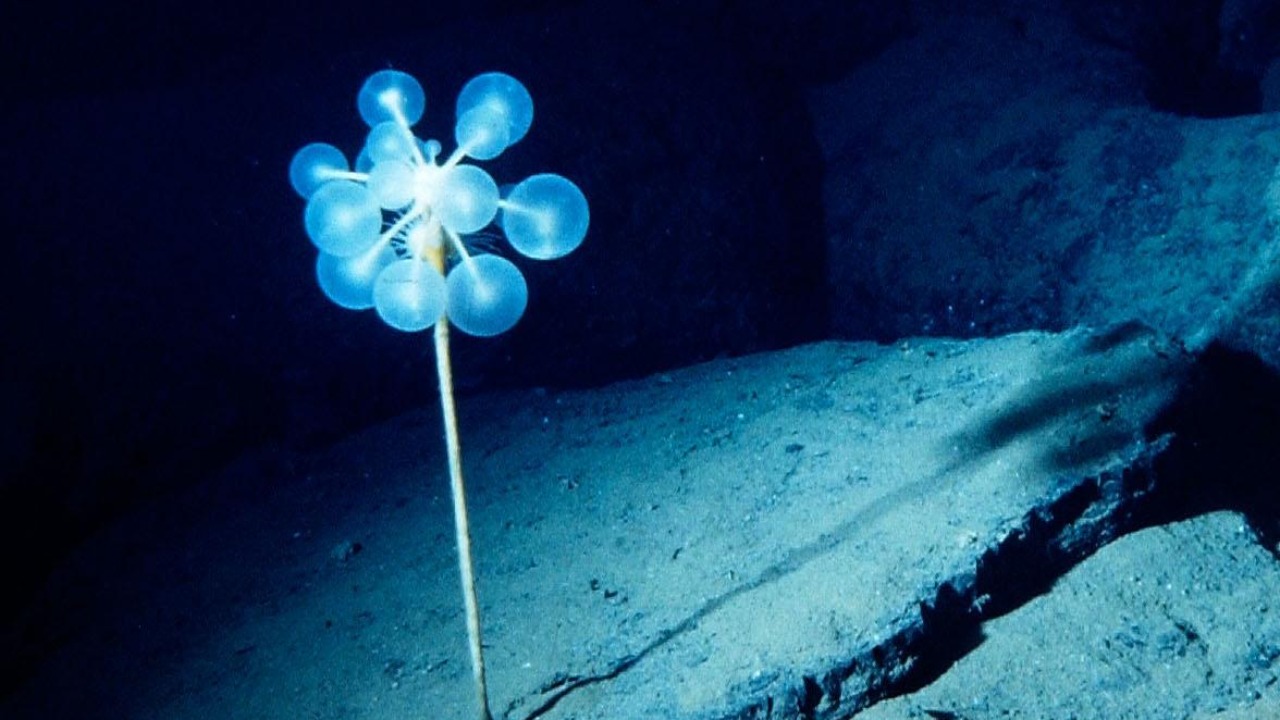 Image Credit: null - CC BY 4.0/Wiki Commons