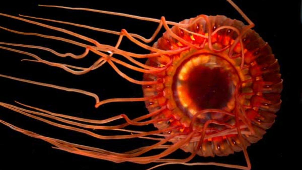 Image Credit: NOAA Ocean Explorer from USA - CC BY-SA 2.0/Wiki Commons