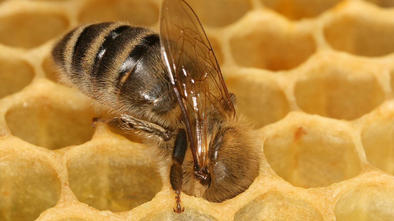 Image Credit: Richard Bartz, Munich Makro Freak & Beemaster Hubert Seibring, Munich which gave me advice and a protection suite ;) My dog cashed 6 bee-sticks on the nose, i cashed 4. - CC BY-SA 2.5/Wiki Commons