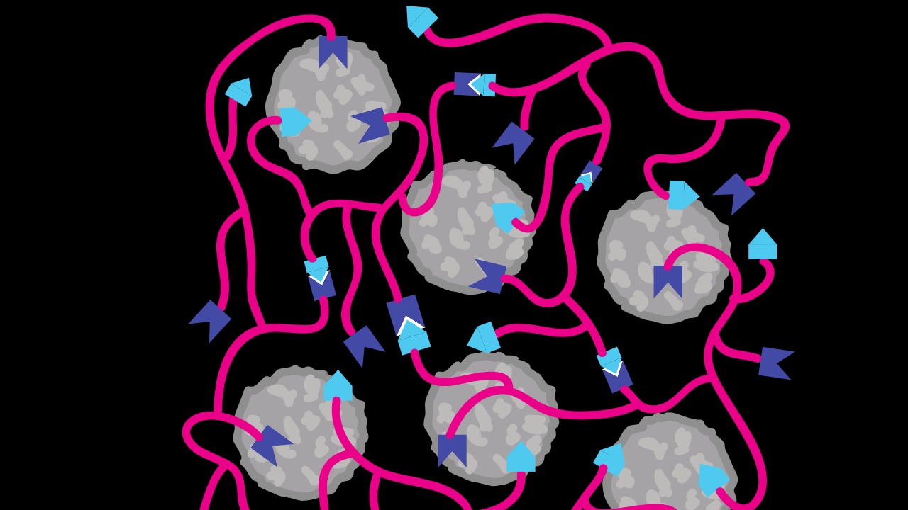 Image Credit: Original:  Kkawamu2 Vector:  Ras67 - CC BY-SA 4.0/Wiki Commons