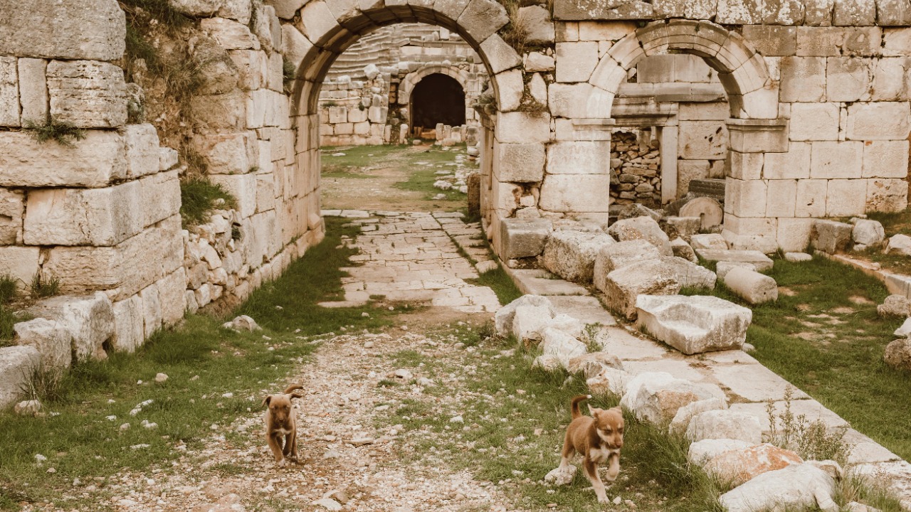 ROMAN ODINTSOV/Pexels