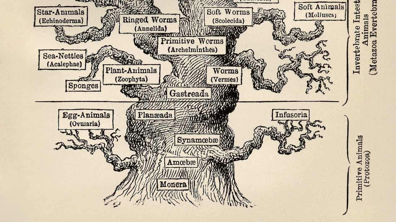 Image Credit: Ernst Haeckel - Public domain/Wiki Commons