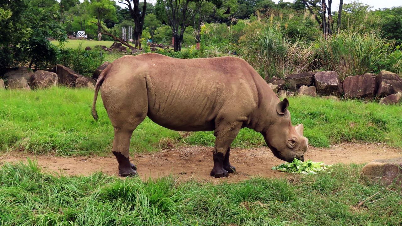 Image Credit: Dandy1022 - CC BY-SA 3.0/Wiki Commons