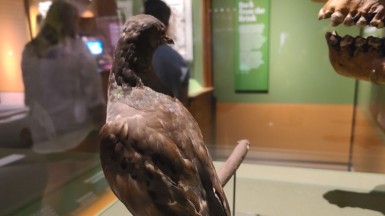 Image Credit: Theodoreesquires - CC BY-SA 4.0/Wiki Commons