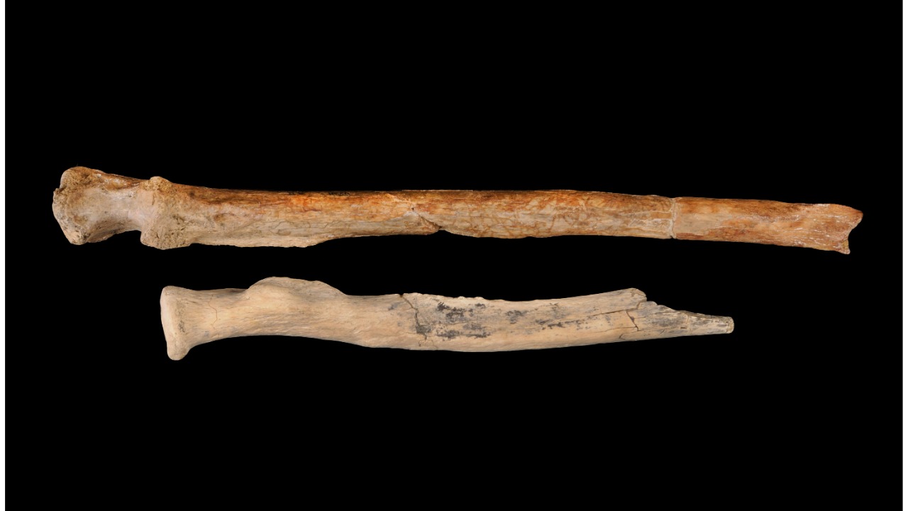 Image Credit: Mario Torquemada - CC BY 4.0/Wiki Commons