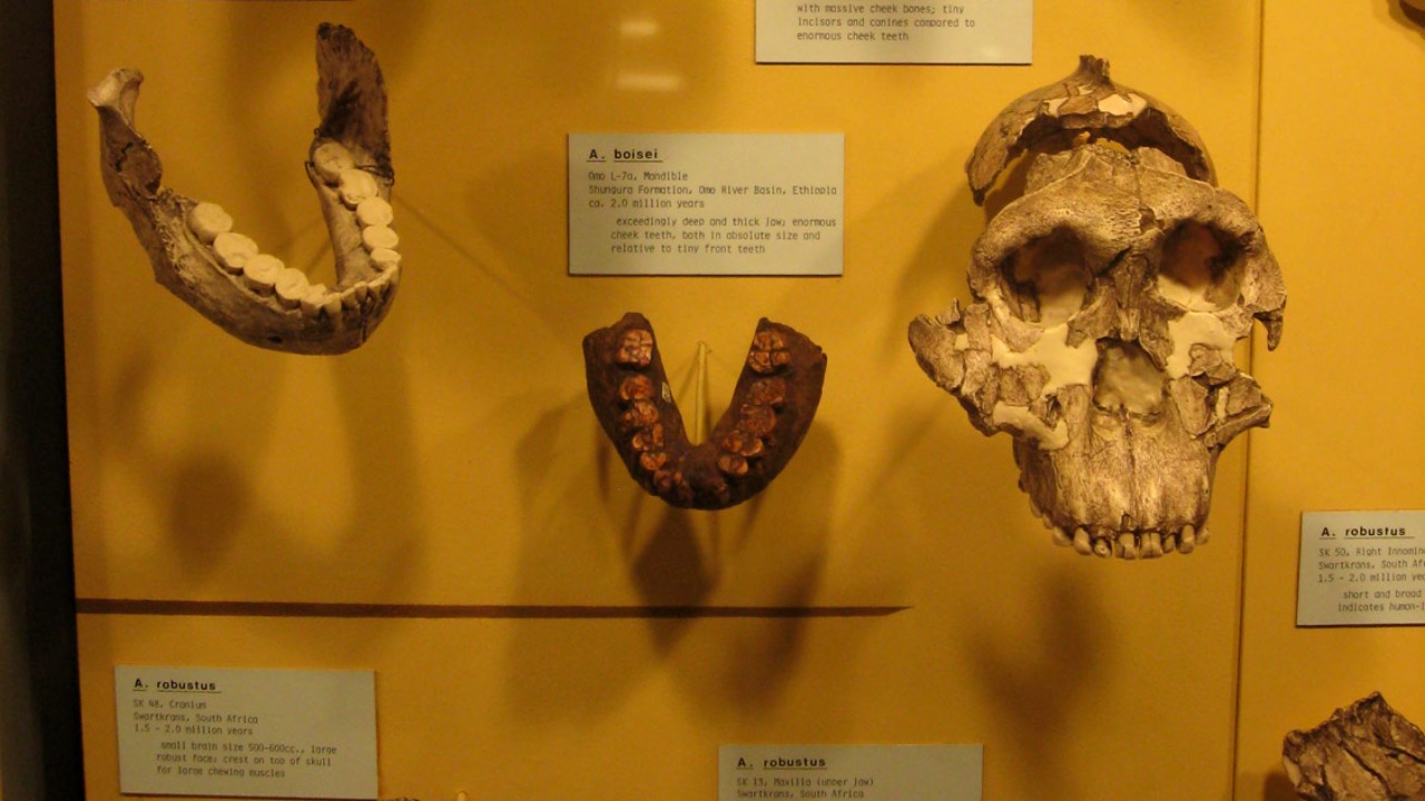 Image Credit: Matt Celeskey from Albuquerque - CC BY-SA 2.0/Wiki Commons