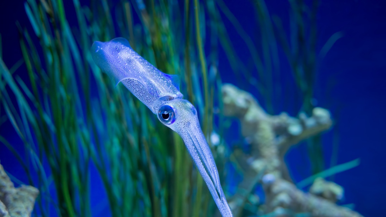 Image Credit: Rhododendrites - CC BY-SA 4.0/Wiki Commons