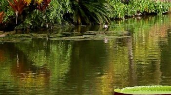 Explorer films forgotten zoo pond and uncovers nightmare fuel truth