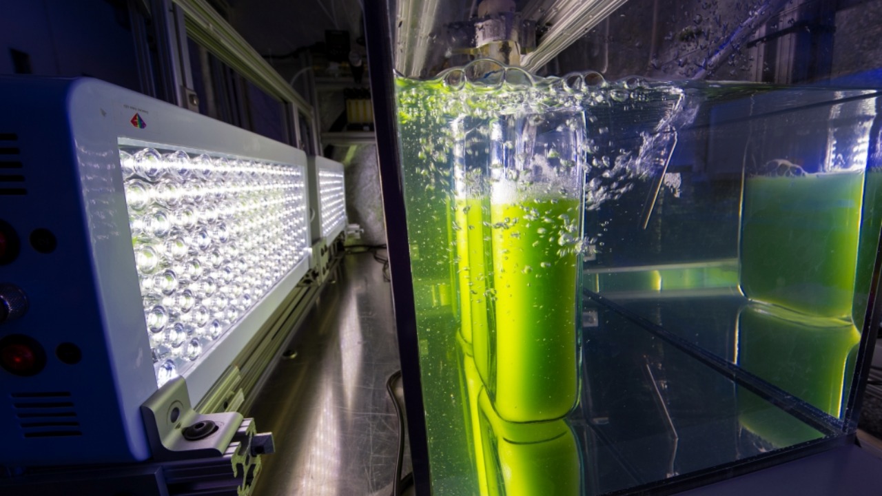 Image Credit: Misha218 - CC BY-SA 4.0/Wiki Commons