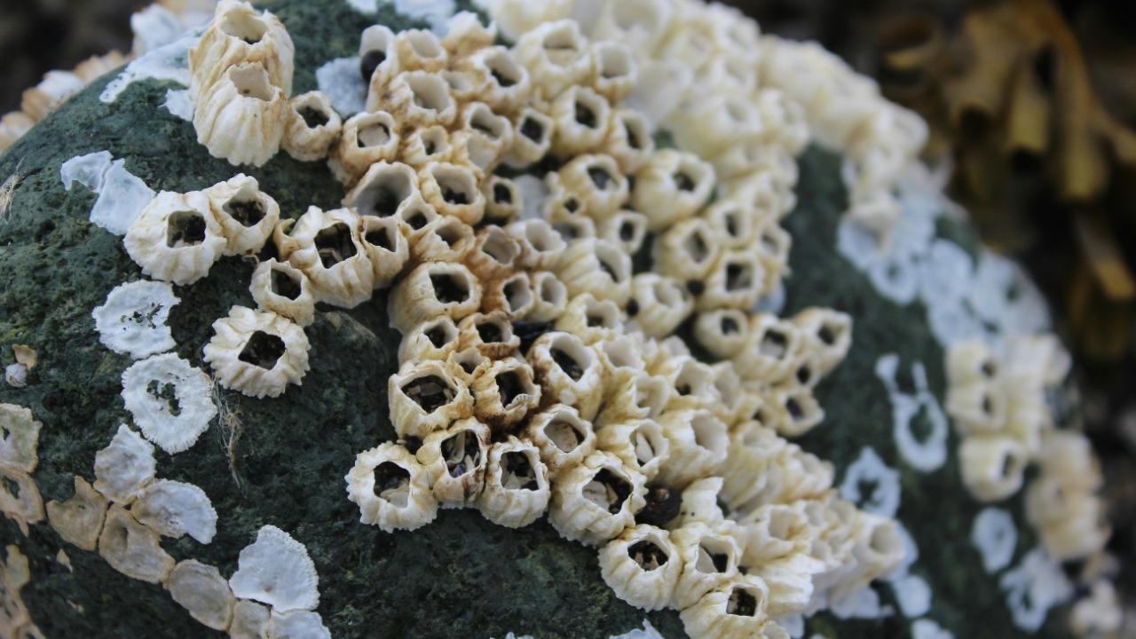 maygauthier/Unsplash