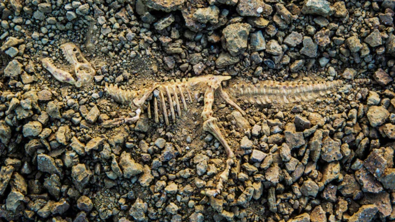 Scientists unearth a rare, perfectly preserved dinosaur mummy in Minnesota