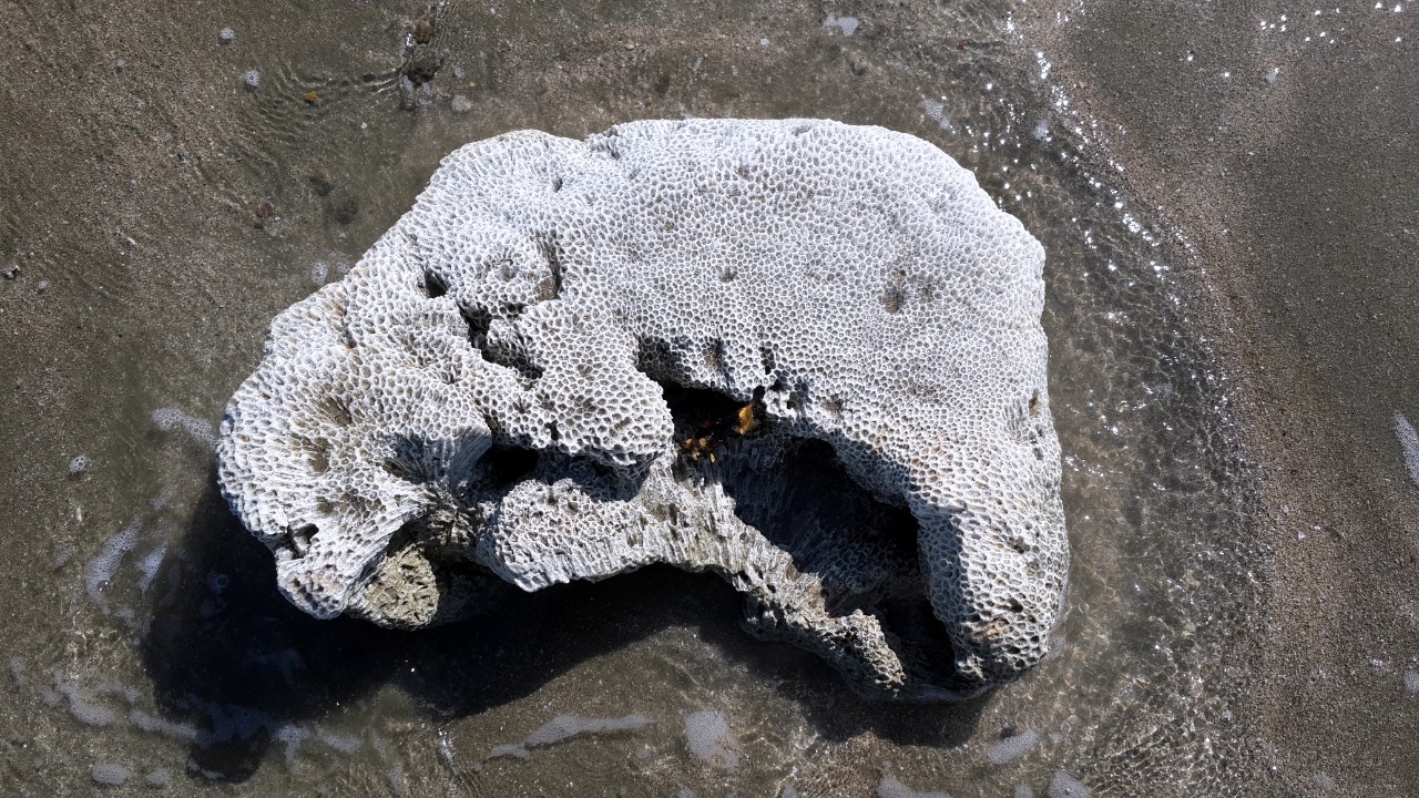 Image Credit: Muminur Rahman - CC BY-SA 4.0/Wiki Commons