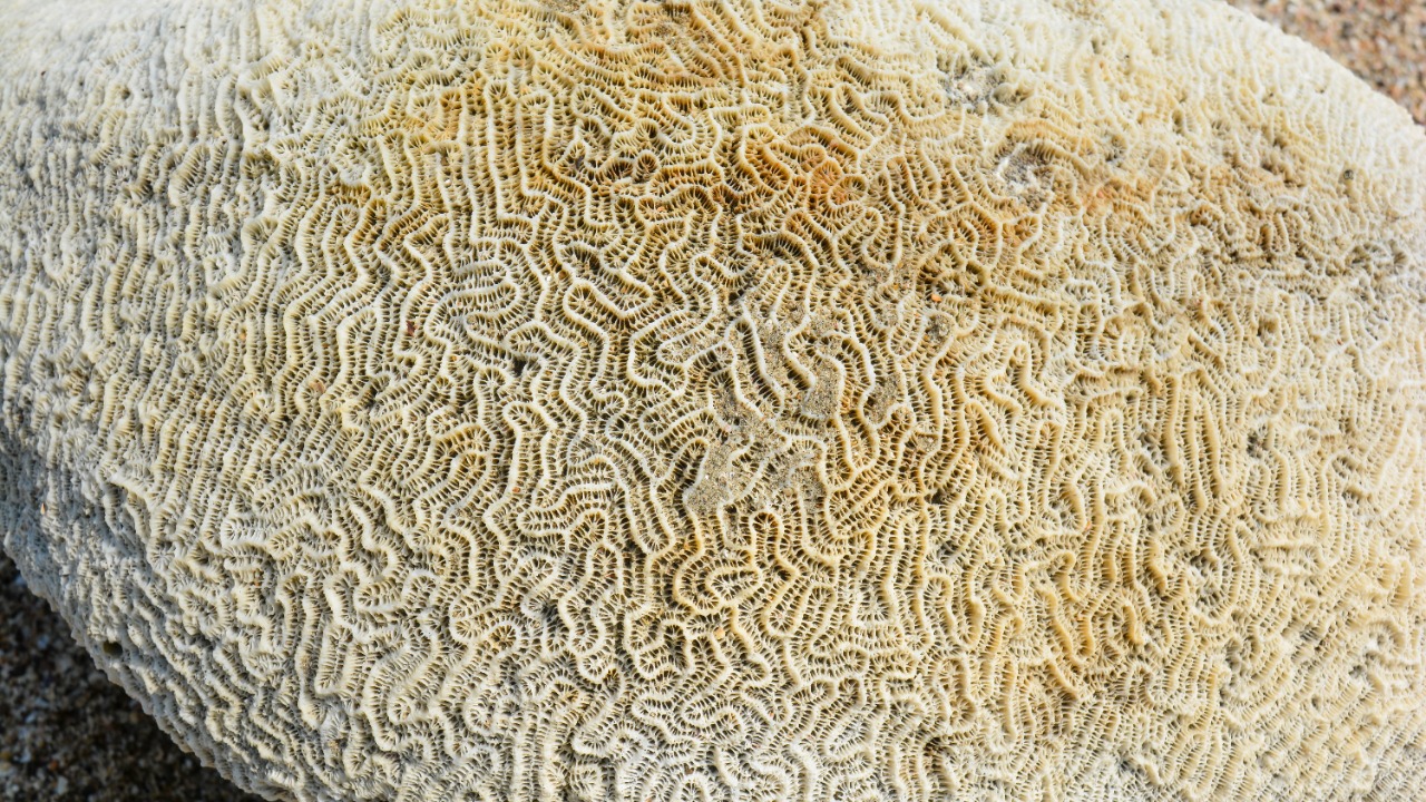 Image Credit: Syed Sajidul Islam - CC BY-SA 4.0/Wiki Commons