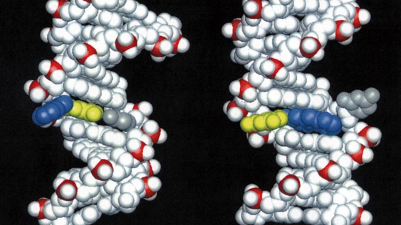 Image Credit: Brian E. Hingerty, Oak Ridge National Laboratory
Suse Broyde, New York University
Dinshaw J. Patel, Memorial Sloan Kettering Cancer Center - Public domain/Wiki Commons