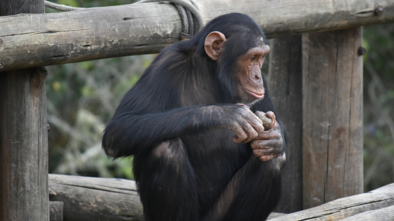 Didac Amat iPuigsech/Pexels