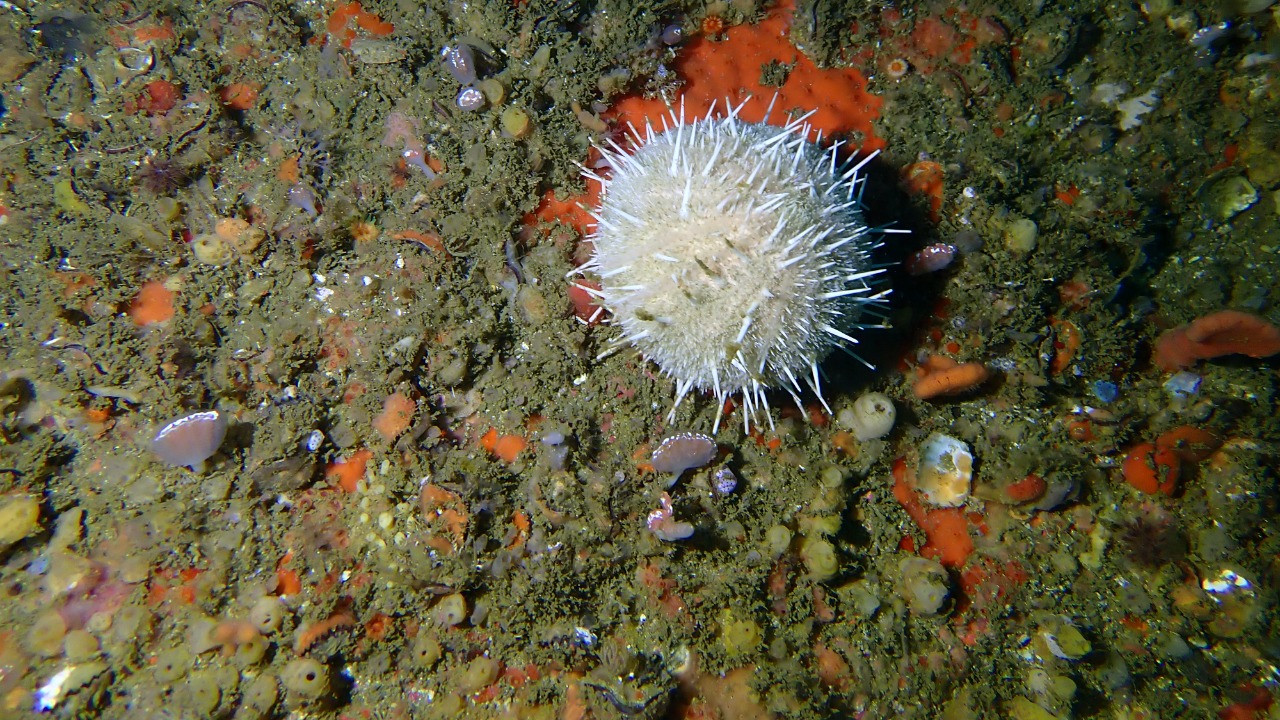 Image Credit: Peter Southwood - CC BY-SA 4.0/Wiki Commons