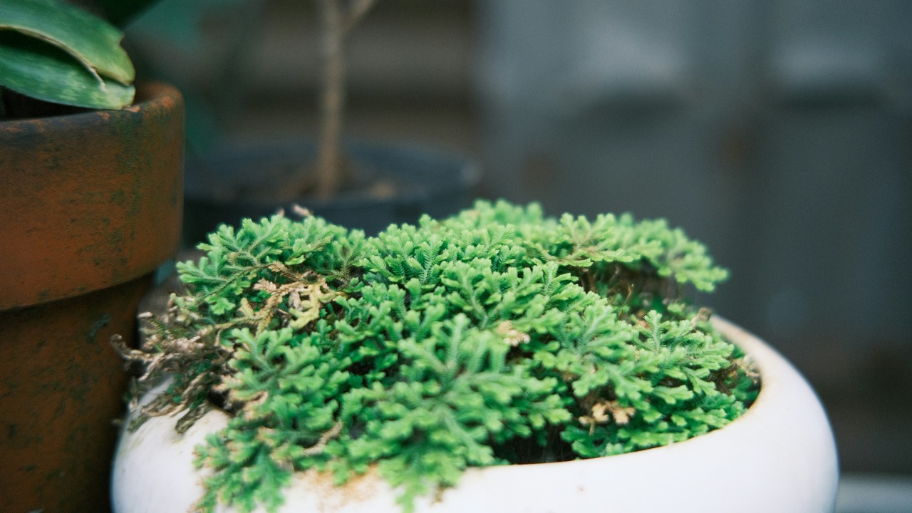 dvhoang2106/Unsplash