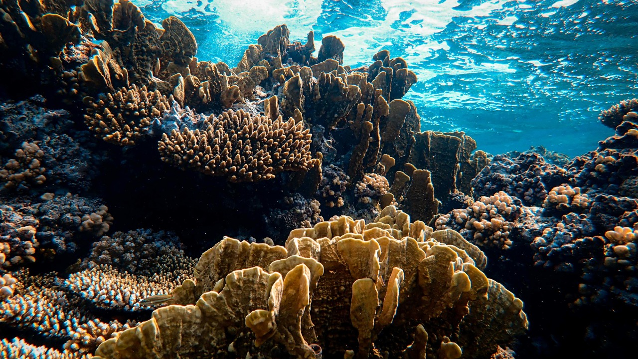 Francesco Ungaro/Pexels