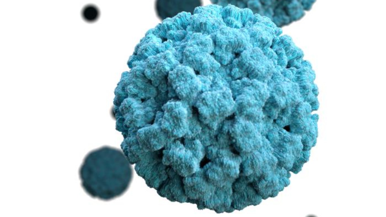 Image Credit: CDC / Jessica A. Allen, Illustrator: Alissa Eckert, MS - Public domain/Wiki Commons