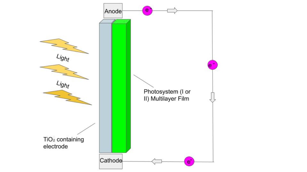 Image Credit: Miriamesherman - CC BY-SA 4.0/Wiki Commons