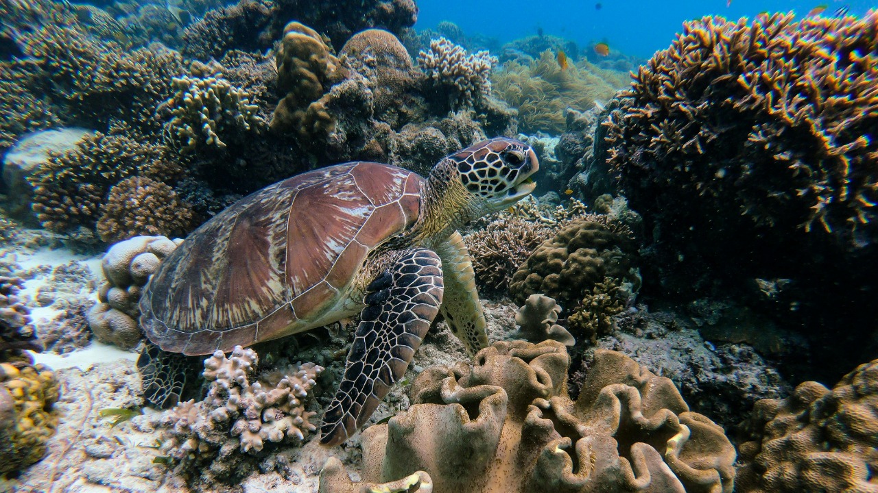 keemkai villadums/Pexels