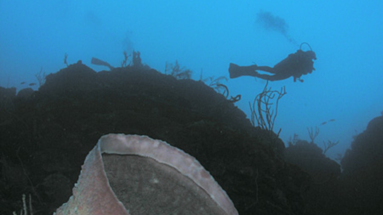 Image Credit: w:en:Aquaimages (talk | contribs) - CC BY-SA 2.5/Wiki Commons