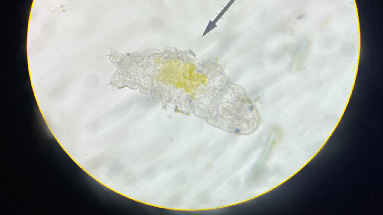 Image Credit: DSparrow14 - CC BY-SA 4.0/Wiki Commons