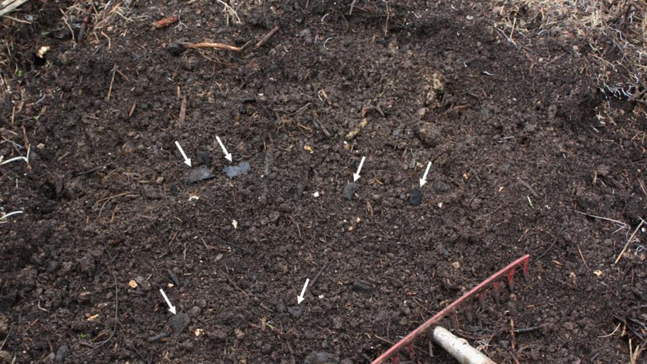 Image Credit: Holger Casselmann - CC BY-SA 3.0/Wiki Commons