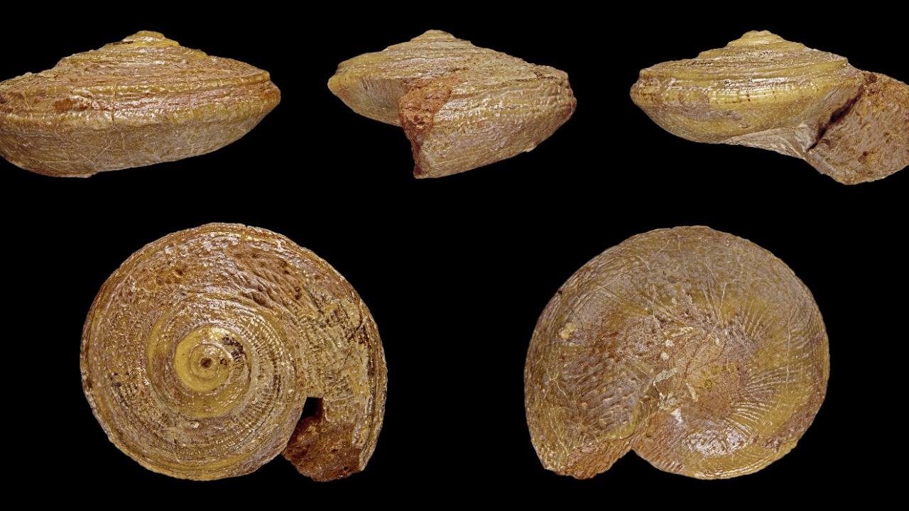 Image Credit: H. Zell - CC BY-SA 3.0/Wiki Commons