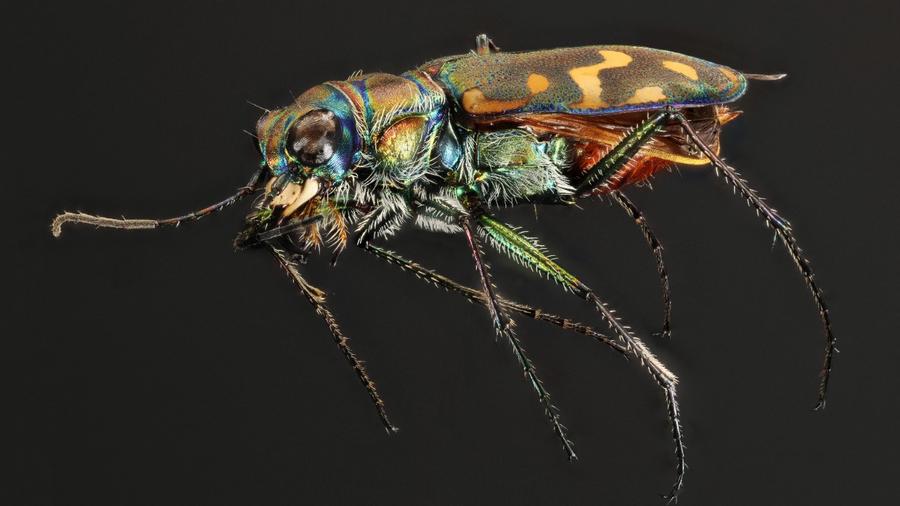 Image Credit: Yellowstone National Park - Public domain/Wiki Commons