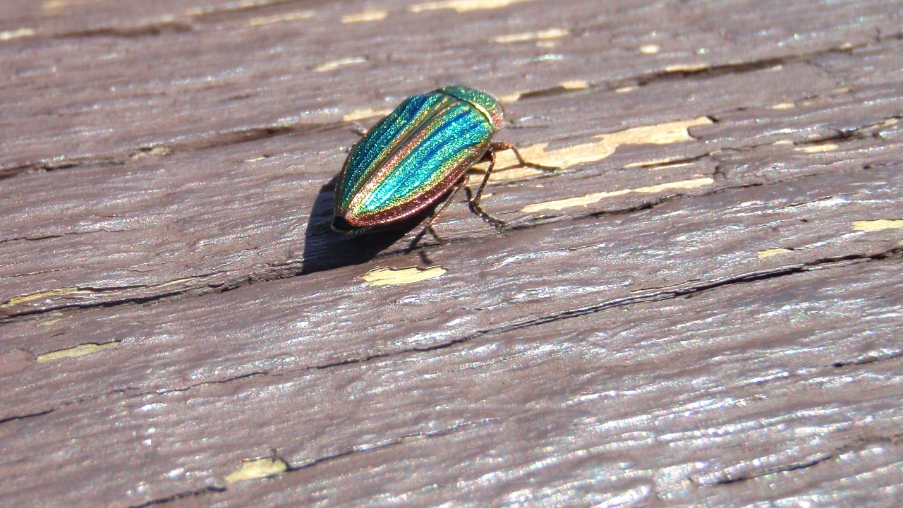 Image Credit: Kati Fleming - CC BY-SA 3.0/Wiki Commons