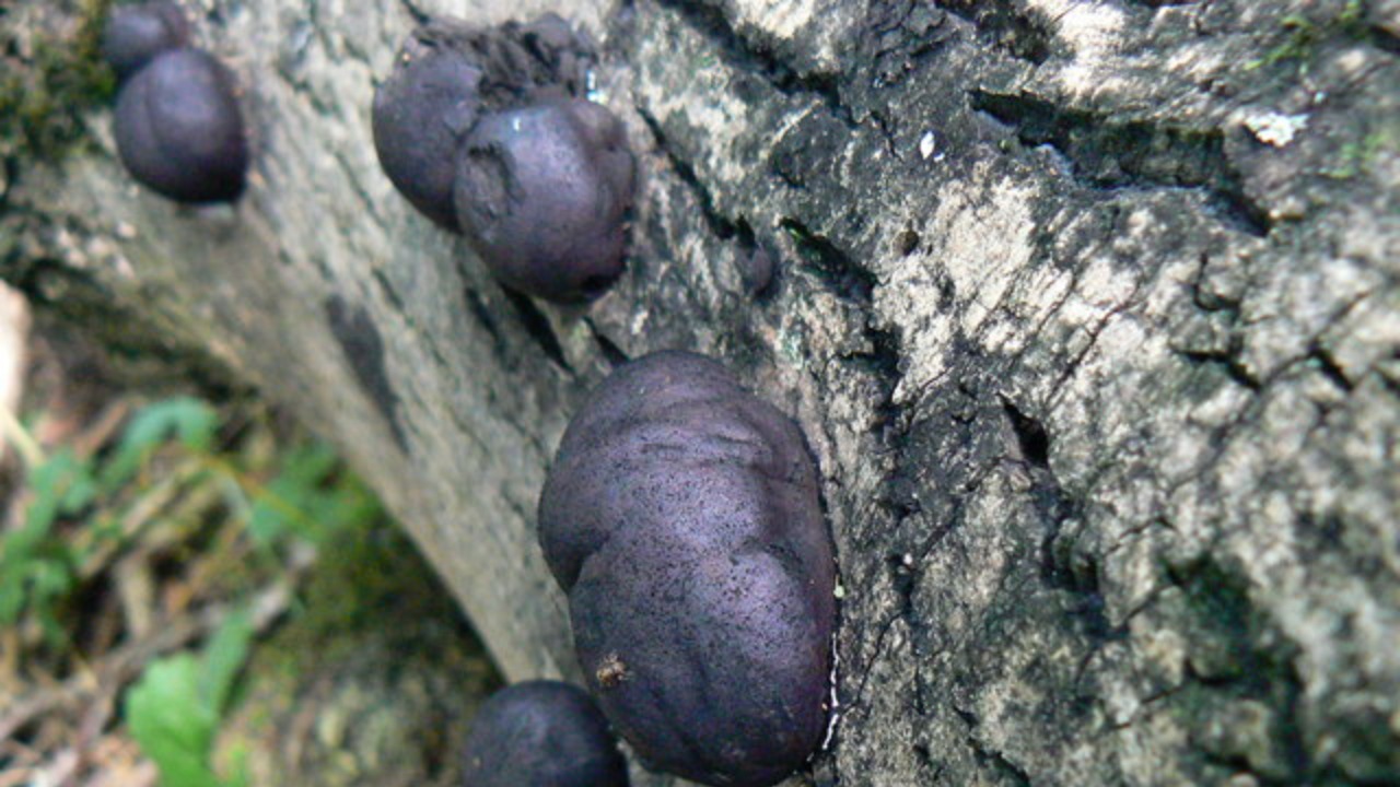 Image Credit: Brian Robert Marshall - CC BY-SA 2.0/Wiki Commons