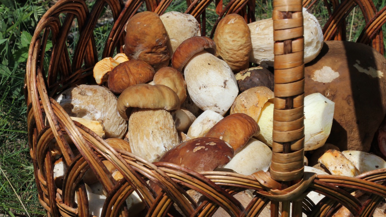 Image Credit: George Chernilevsky - Public domain/Wiki Commons