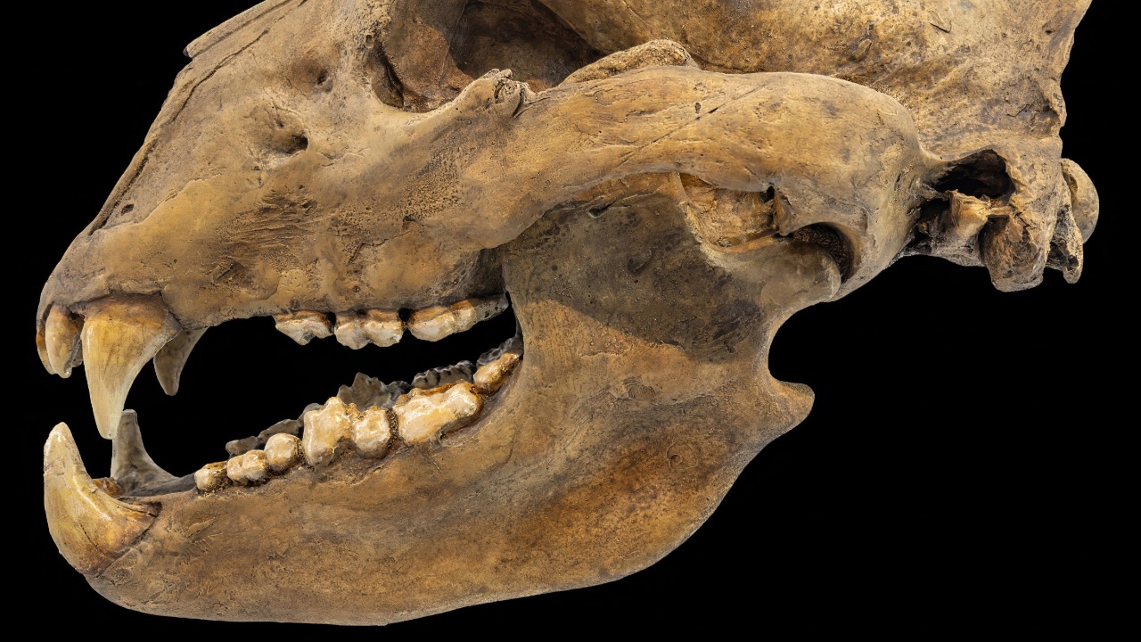 Image Credit: Chris Woodrich - CC BY-SA 4.0/Wiki Commons