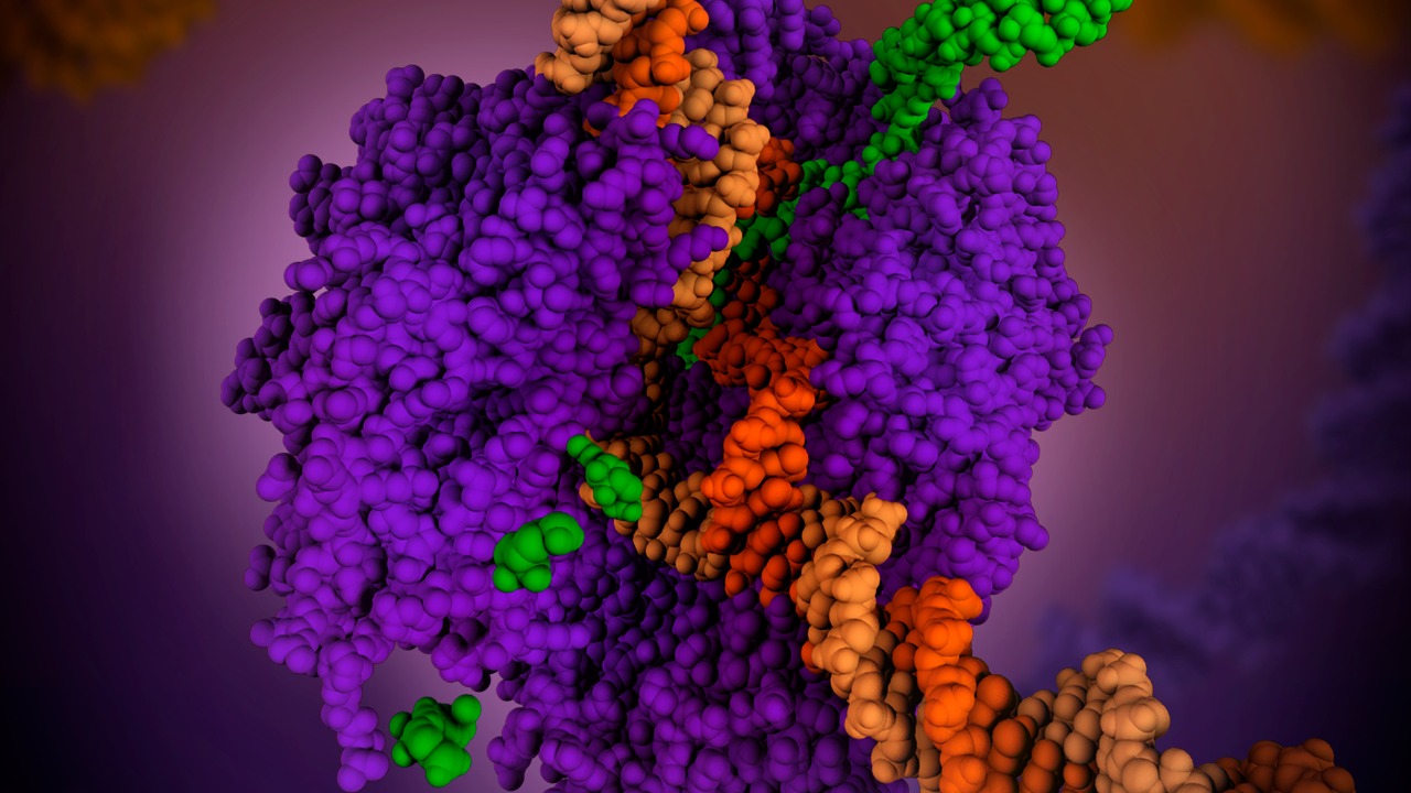 Image Credit: Maria Voigt and PDB-101. This image is available under CC-BY-4.0 license. Attribution should be given to PDB-101 and Maria Voigt. - CC BY 4.0/Wiki Commons