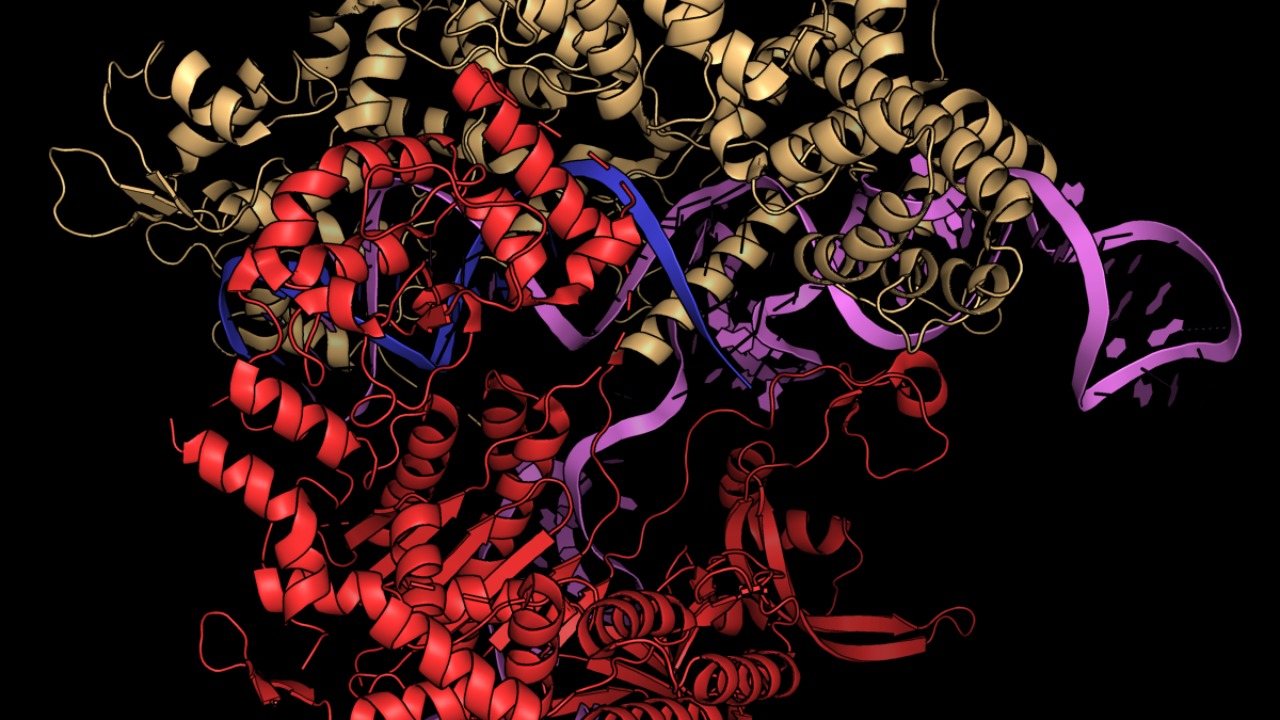 Image Credit: Deposition authors: Nishimasu, H., Ishitani, R., Nureki, O.; Visualization author: Synpath - CC0/Wiki Commons